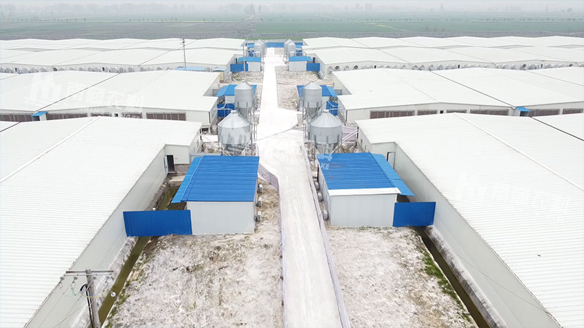 正邦潘集16800頭母豬場(chǎng)