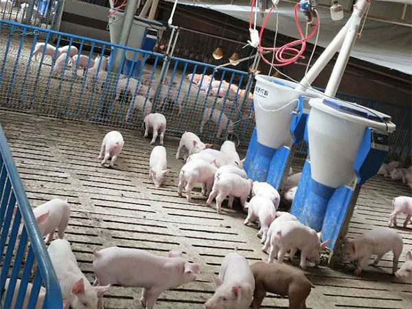 現(xiàn)代智能化養(yǎng)豬場設備