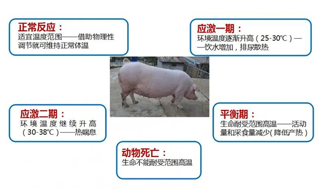 夏至|養(yǎng)豬人應(yīng)該注意以下8點(diǎn)，減少豬只應(yīng)激反應(yīng)