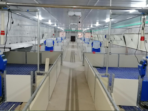 重慶琪金榮昌豬智慧豬場(chǎng)建設(shè)來(lái)打樣！南商農(nóng)科提供智慧豬場(chǎng)解決方案