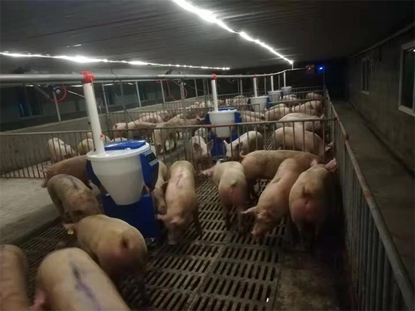 夏季高溫來(lái)襲，飼料易變質(zhì)，干料與粥料到底哪種好？