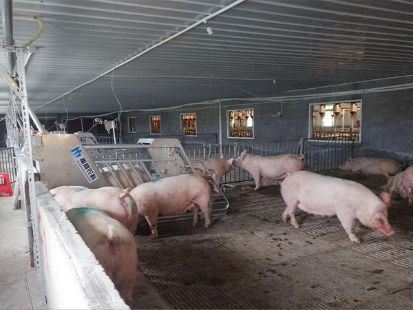 母豬產(chǎn)前不食，如何從根本上解決