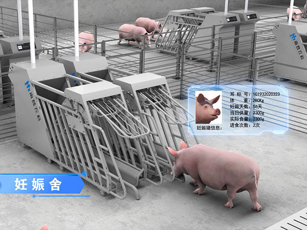 母豬產(chǎn)前不食的標(biāo)志，讓你輕松養(yǎng)母豬