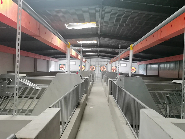 母豬電子飼喂站如何實(shí)現(xiàn)自動喂料