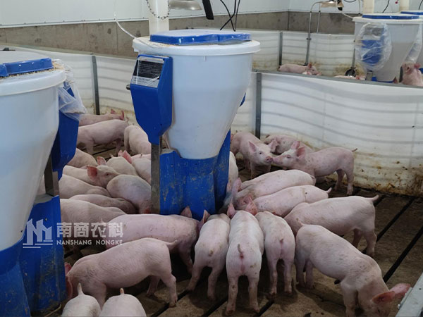 哪個牌子的粥料器喂豬好？