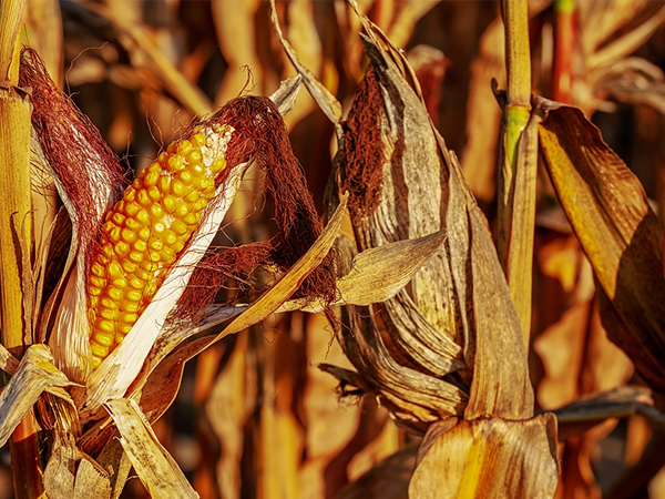 飼料漲勢(shì)不停，智能設(shè)備助力尋找養(yǎng)豬業(yè)的下一個(gè)出路口？