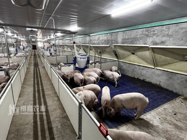 養(yǎng)豬場(chǎng)如何解決秋冬季豬的保溫與通風(fēng)？