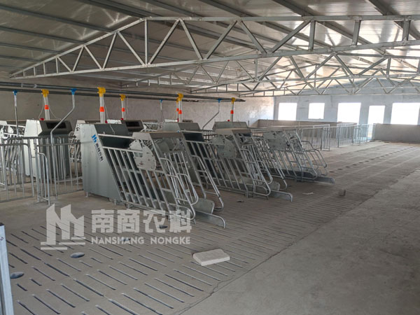 小智倌-母豬智能飼喂器來助力妊娠母豬不吃食怎么辦？