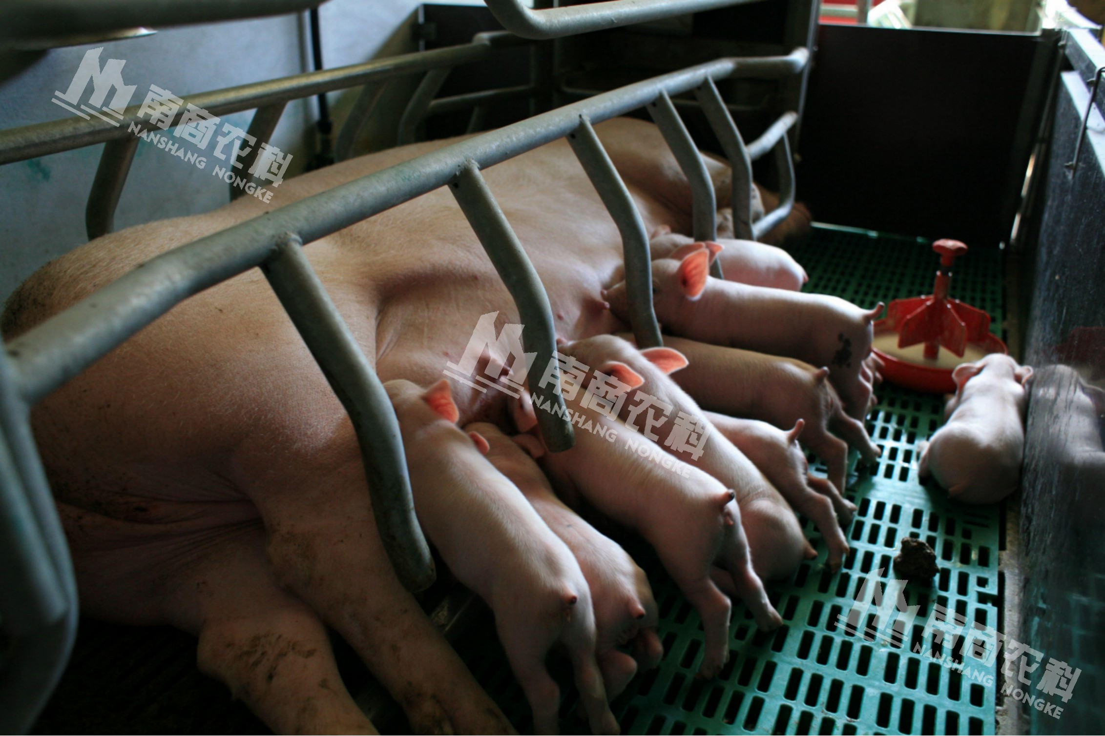 如何提高哺乳母豬采食量？小智倌助力母豬、仔豬雙贏！