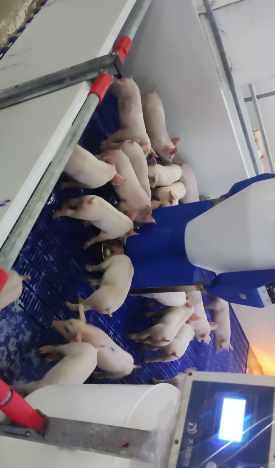 提高仔豬存活率的關(guān)鍵，那當(dāng)然是粥料飼喂?。?！