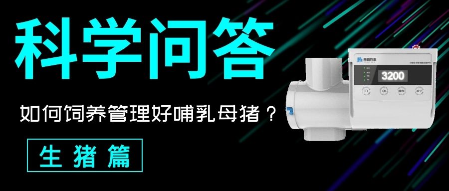 科普問答 生豬篇：如何飼養(yǎng)管理好哺乳母豬？