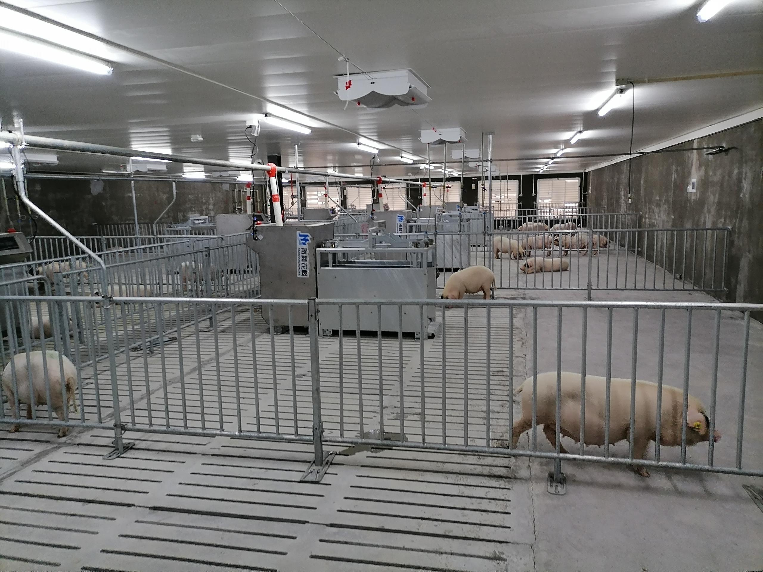 種豬性能測定站實拍圖