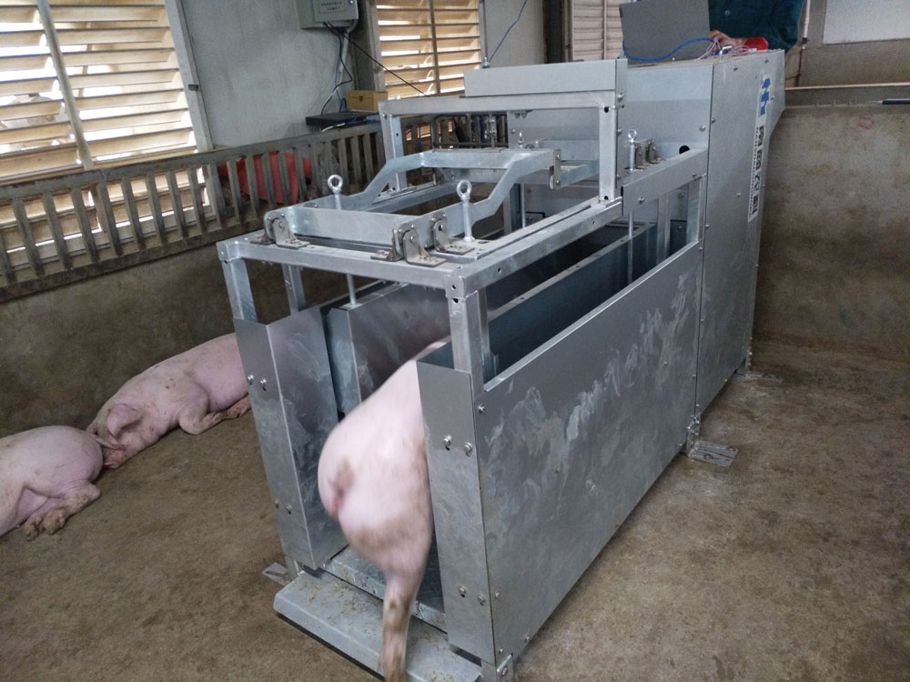 推進(jìn)中國(guó)養(yǎng)豬業(yè)高質(zhì)量發(fā)展