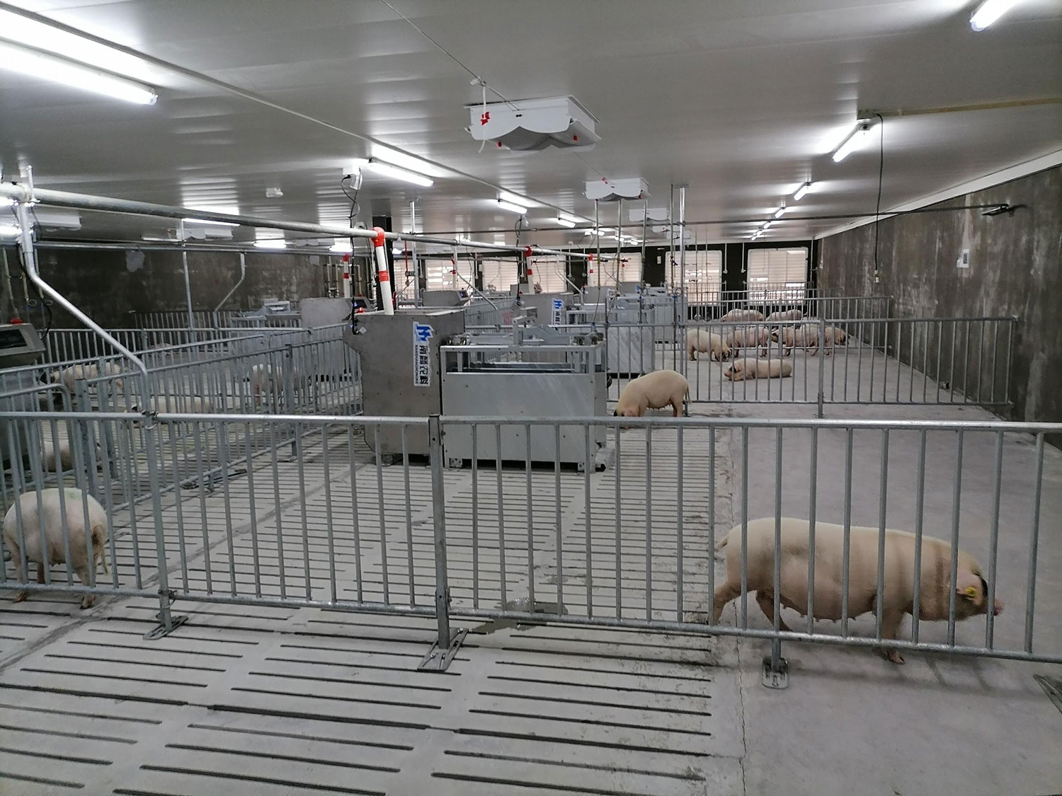 種豬測定設(shè)備實拍圖
