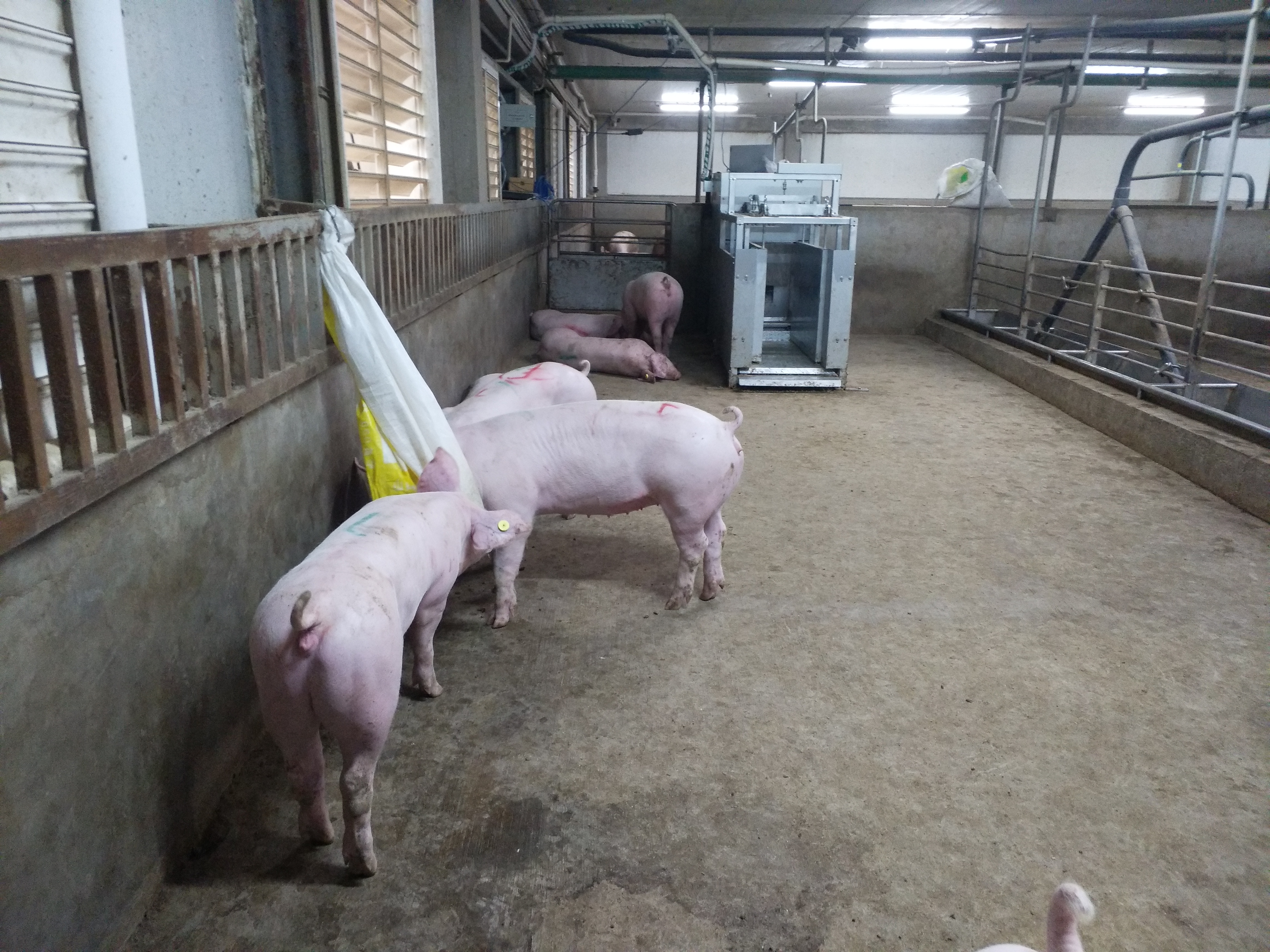 種豬品種優(yōu)化