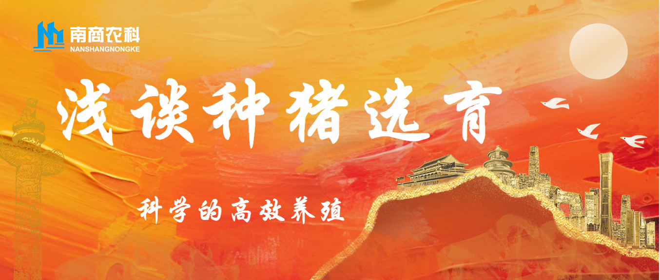 高效養(yǎng)殖的秘訣：科學(xué)指導(dǎo)下的種豬選育方法探析