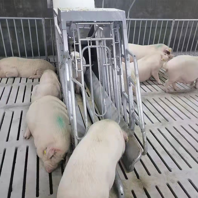 智能養(yǎng)殖母豬小群養(yǎng)：提高生產(chǎn)效率，降低難產(chǎn)率與死胎率的新型模式