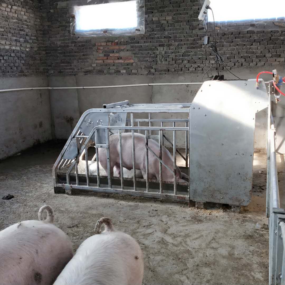 母豬小群養(yǎng)模式：讓養(yǎng)殖更科學(xué)、更高效