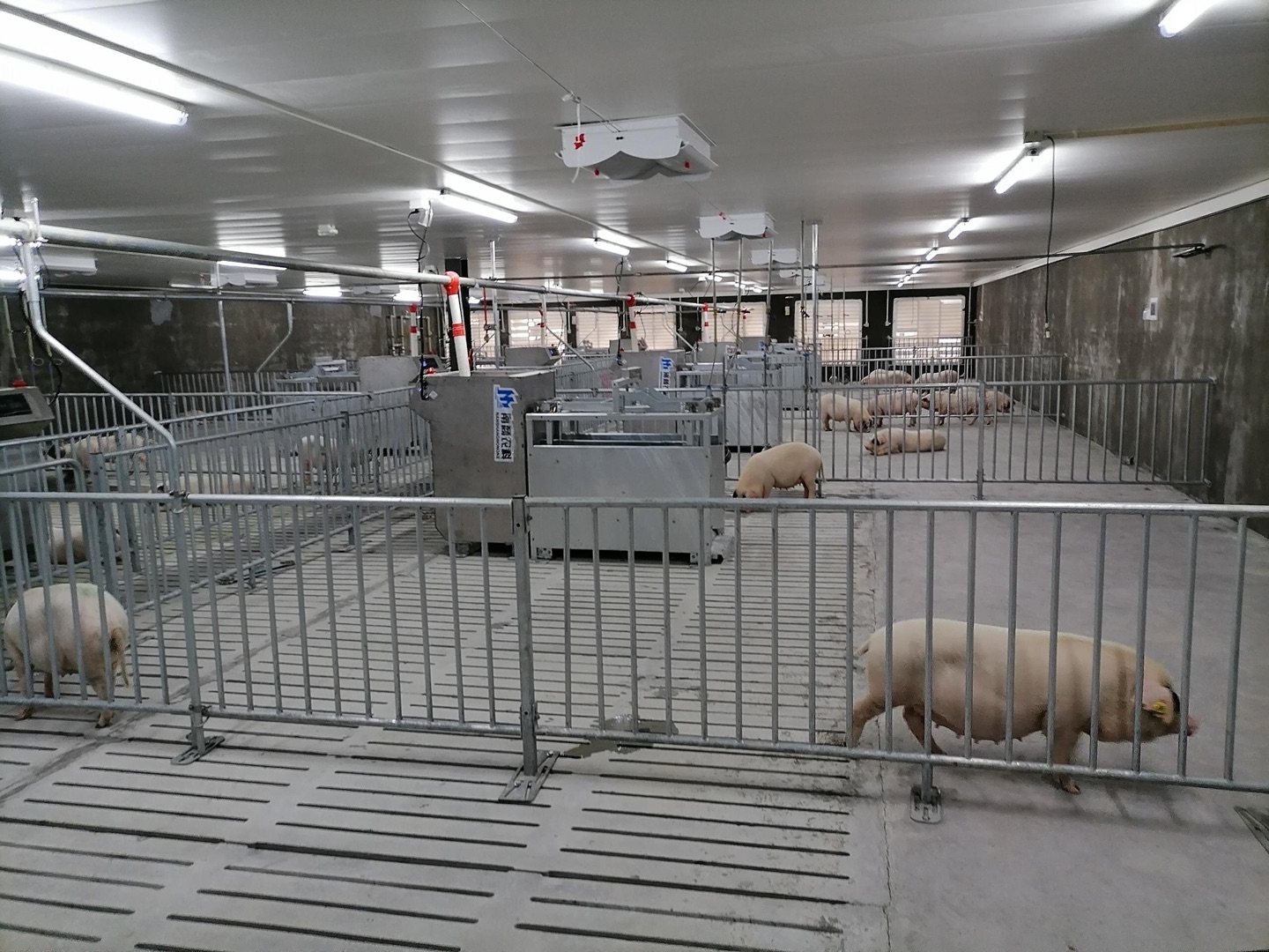 當前養(yǎng)豬大環(huán)境下種豬育種當時重中之重